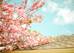realisticdaydreamer:  coffeetablebooks:  spring on the rooftop (by PJ Taylor Photo) 