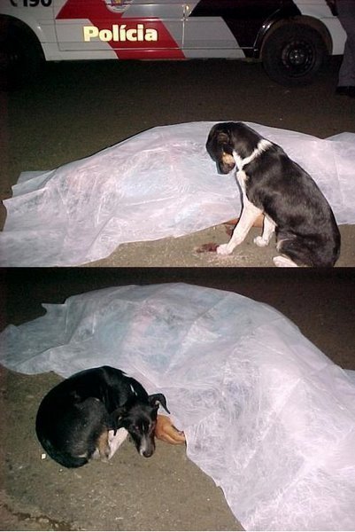   This dog’s owner was hit by a car and was killed instantly. The doctor’s covered