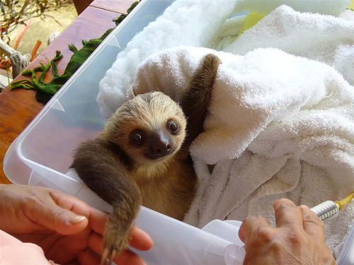 secondstar05:   theanimalblog:   peterkay:   20 Pictures of Weird and Cute Animal Babies: The Sloth       IS IT LEGAL TO HAVE A PET SLOTH? I THINK IT’S MEANT TO BE, TBH.