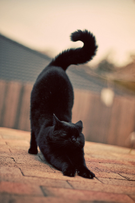 imcrushingyourhead:  slutfukkk:  (via ceedling) 