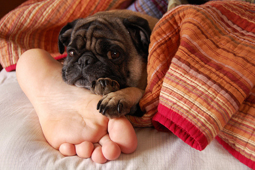 fuckyeahdogs:   cutepugpics:   The puggie foot warmer takes his job seriously! (via #anne#)     This dog looks miserable, but adorableee.