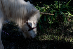 laurencephilomene:  BARRY STONE ”I MET A UNICORN” 