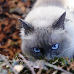 imcrushingyourhead:  fuckyeahkitties:  Bulle (by lollah)  *___________*