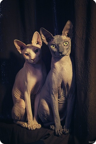 fuckyeahhairlesscats:  (via fuckyeahhairlesscats) 