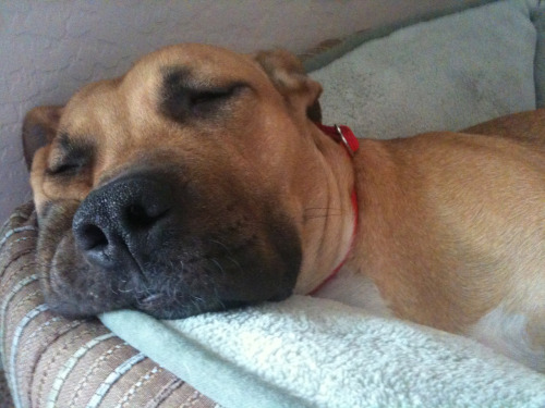 Jinx - she’s our 2yr old adopted boxer/pit mix. She sleeps a lot :)