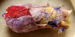 laurencephilomene:  sore-thumbelina:  Scientists have recently discovered a rare, solitary type of bee that makes tiny little nests by plastering together flower petals. Each nest is a multicolored, textured little cocoon - a papier-mache husk surrounding