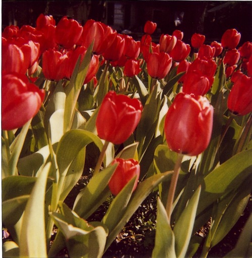 Tulips! (via chrysalis)