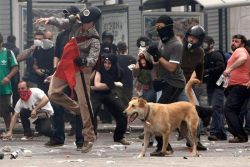 Riot Dog. Click On The Fucking Picture. Now.