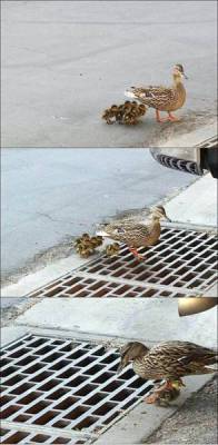 isbeaatrice:  whoatherekenny:  reiaa:  heyaaalexis:  superviluan:  thtboysamonster:  sashachristenx3:  riaahisdope:  dimplesmileyface:  :O  OH NO!! THE POOR LITTLE DUCKIES &lt;/3   (via 9gag) ohmygod this broke my heart o; &lt;/3   AWH&lt;/3    holy