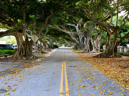 thesevessels:  peculiaris:  adrifting:  This street in Coral Gables obviously caught
