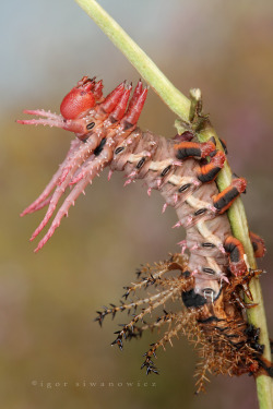 picture-perfect-world:  landscapelifescape:  Hickory Horned Devil caterpillar moultin’ by igor siwanowicz   