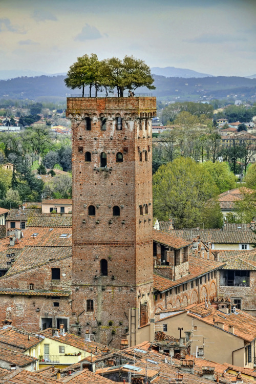 justar0und-theriverbend: landscapelifescape: The Guinigi Tower, Lucca, Italy (by Digitaler Lumpensam