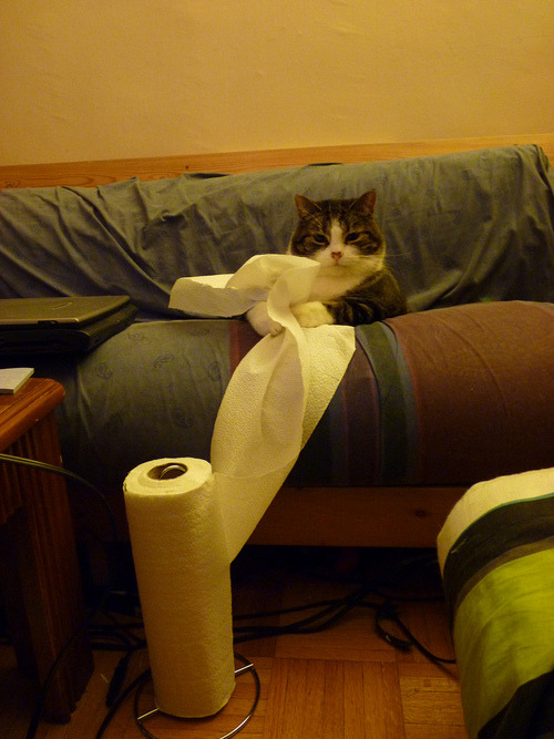 monorainbows:  wrigley:  classics:  otsune:  hyam:  necotower:  putzinaround:  kitty