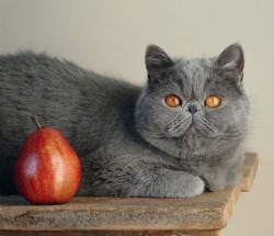 fuckyeahkitties:  incrystalcoffins:  glamourcats:  Just like a pear, I’ll take you there. Via. Ten Cats **********O************   