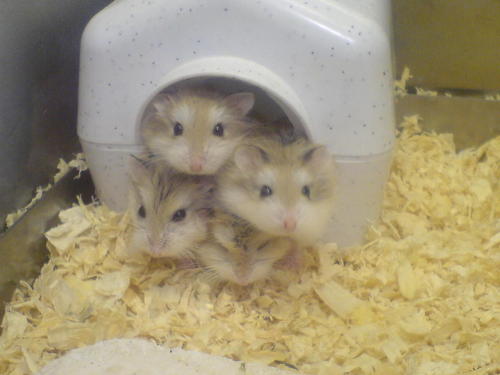 hamtan:Dwarf Hamsters (via Rick01)