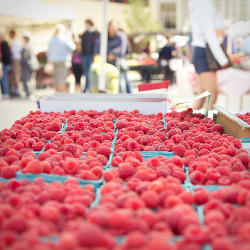 chazecito:  (via beauvais-)   Raspberries…