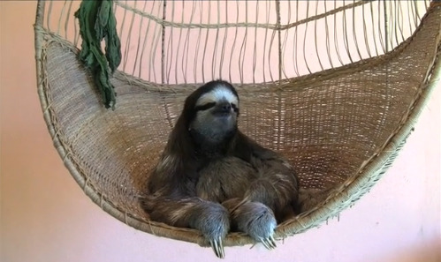 aprilmarcheson:   dannybrito: (via whaleawhere)   He’s just chillin’ :D