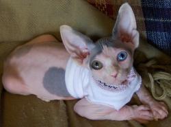 Killyourinspiration:  Donnerdont:  (Via Seaghost) Oh My Goddd A Sphynx With Double