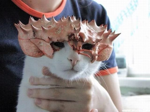 rinringetsu: rosurose:  eva-a-a:  spacebats:  King of the oceancats  (via doubleyewdoubleyewdoubleye