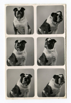 fuckyeahdogs:   vintage bulldog   I neeed a bulldog, you guys.