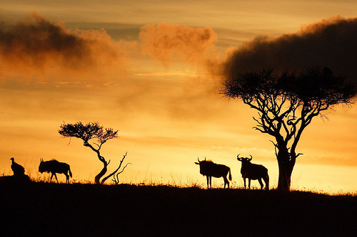 Masai Mara Sunrise, Kenya, Africa©  Lyndon Firman