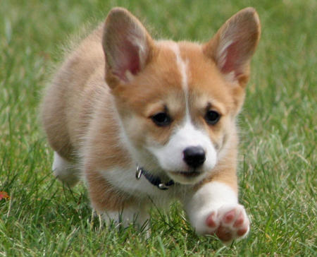 zapcrashboom:  sugarfreak:  (via withallmyfuckingheart)  Cutie ! :3  AHHHH THE