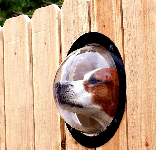 nevver:  Pet Peek  Hello…