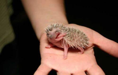 thedailywhat:   Cute Animals Being Cute of the Day: TGIAF Hedgehog says: Thank God it’s almost Friday. [arbroath.]   HOW DOES THAT LONG TONGUE FIT IN HIS LITTLE MOUTH I’M SO CONFUSED.