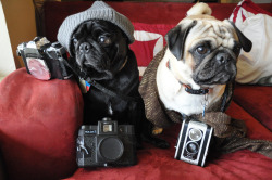 fuckyeahdogs:  finneganpigdog:  SOOO INDIE.   THIS WILL BE TORI AND ME SECRETLY.