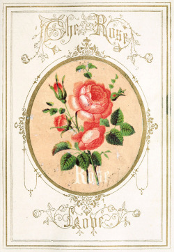 sophiejade:mysterieux:my-ear-trumpet:oldbookillustrations:     The rose.From The Language of flowers : an alphabet of floral emblems, London, Edinburgh, New York, 1857.Via archive.org.    