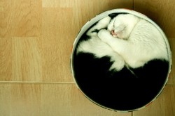 catsinthecradle:autumn-sky:  My cats love to sleep in hat boxes like this ^^.