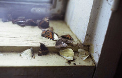 sore-thumbelina:  I put my token in the butterfly sanctuary box today   (via icanbeallyouneed)