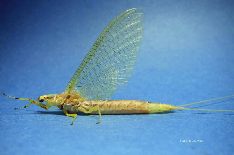 (@elcinco, @futuristicplans) That baby dragon we saw last night was, in fact, a Mayfly. They are related to dragonflies and are harmless. We didn’t need to freak out.