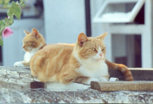 Honey &amp; Marmalade, 1994