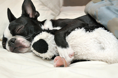 fuckyeahdogs:  fuckyeahbostonterriers:  fuckyeahcuteanimalss:  theanimalblog:  sixohthree: