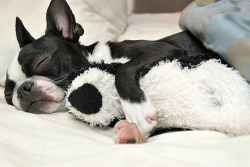 fuckyeahdogs:  fuckyeahbostonterriers:  fuckyeahcuteanimalss:  theanimalblog:  sixohthree:  Getting my beauty rest… (by Photography South)      What a cutie!