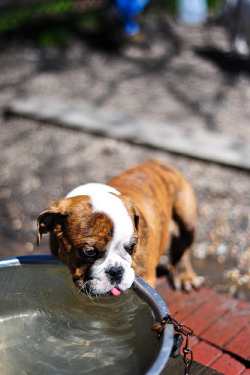 fuckyeahdogs:   fuckyeahbulldog:   Saturday: 4.4.2009 (by Jesse757)     HOLY SHIT THAT PUPPY IS SO MUCH SMALLER THAN THE BOWL THEY&rsquo;RE DRINKING FROM AHHH.