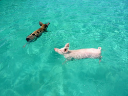 sherry:  Pig Beach Let’s forget about all this relationship drama and focus on PIGS SWIMMING. 