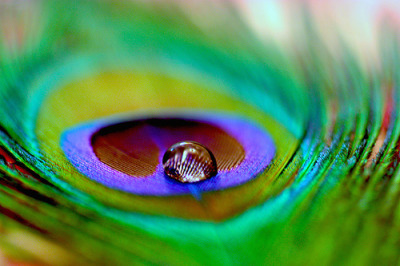 Now I want peacock feather earrings….
dendroica:
“ sixohthree:
“   (by RHA☆.)
” ”