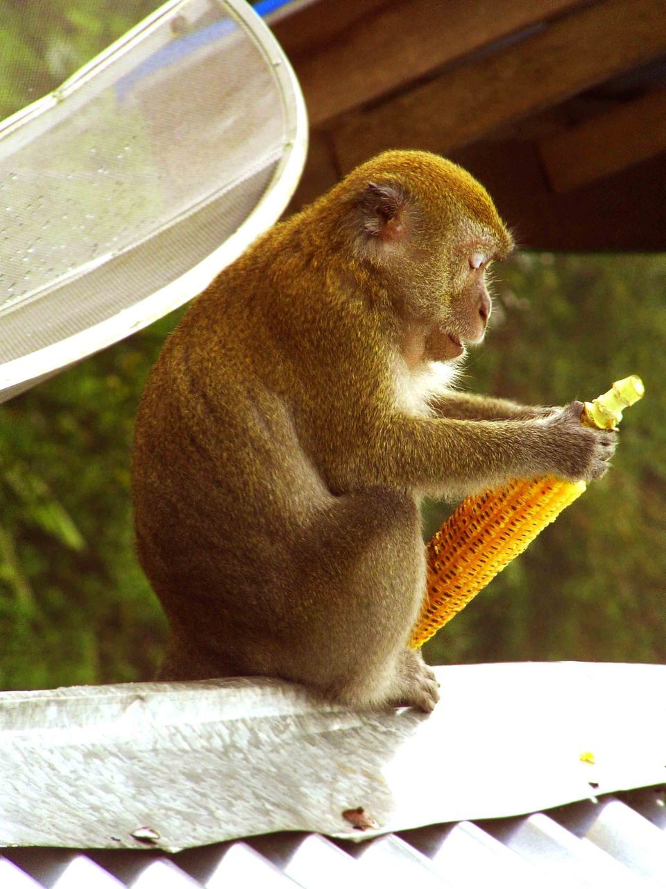 Monyet lagi makan