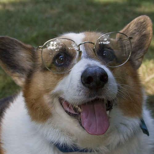 fuckyeahdogs:   (via swisserswatter)   HEE <3