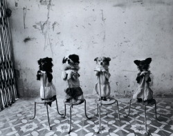 liquidnight:  Performing Dogs Mary Ellen Mark 