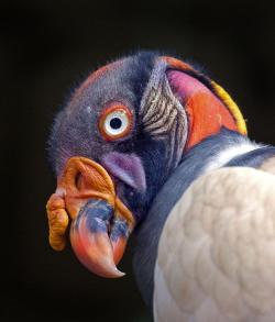 reblololo:  Birdseye - —Christopher GRANT , birdseye, eye, birds, macro, colours, uploaded by GOTINHA 