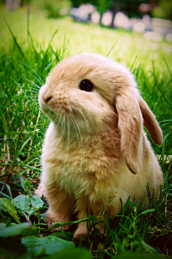 andgraciesays:  haha, aw. i want a bunny