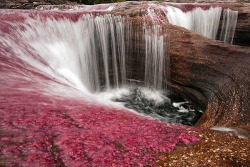 killamiszchicky:  kdwalker91:  legilimence:  chynnakiddo:  weeeenhi:  Cano Cristales - the world’s most colourful river Caño Cristales has been referred to as the “river of five colors”, “the river that ran away to paradise,” and “the most