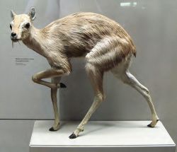 (via lesfleurettes) Wow, this looks like some sort of cross between a walrus, a deer, a goat and a kangaroo.
