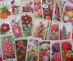 (via misswallflower) Do cigarette cards still exist?