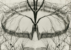 Winter Garden photo by André Kertész, 1970