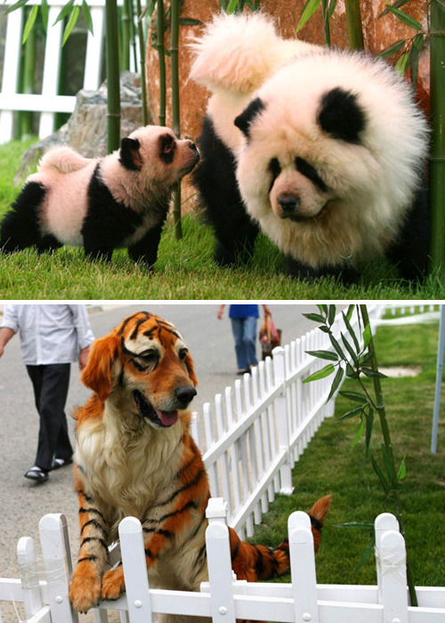 c3ssalvad0r:  aha omgshhhh &lt;333 i loooove pandas :$ i wanna do this to my