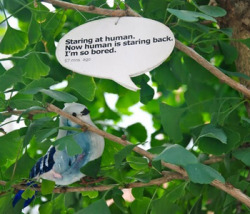 Fake bird twitters to real humans from NYC tree. hehe. (link)